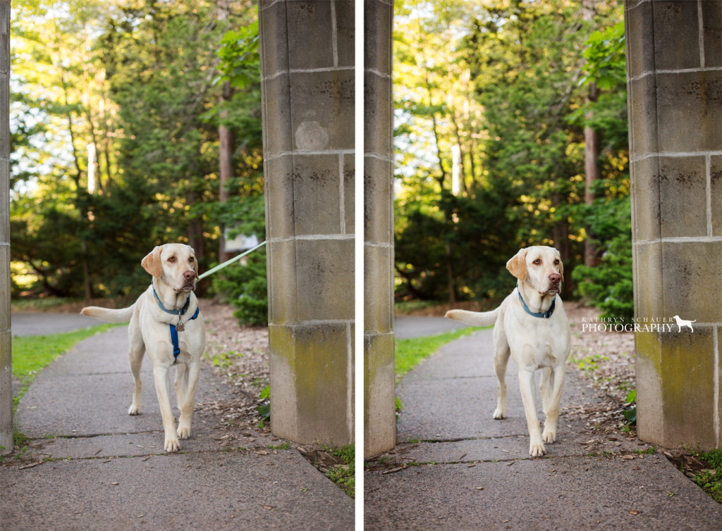 Photoshop Before and After Leash Removal