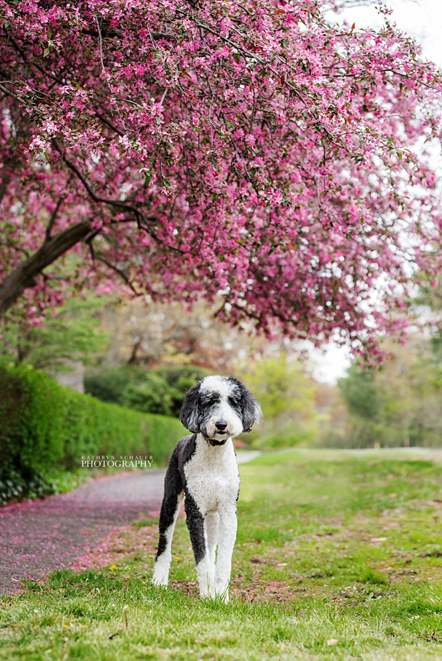 Dog Photographers in CT