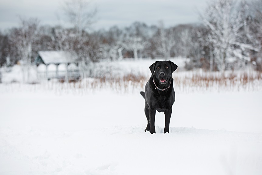 Dog Portraits in the Snow