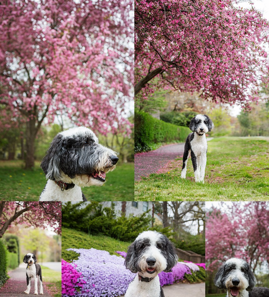 Spring Mini Sessions Dogs